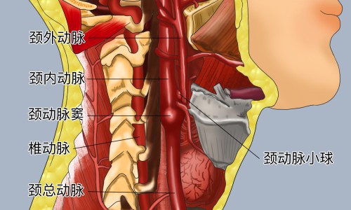 黄瓜籽生吃的功效和作用-生黄瓜籽的功效与作用网生黄瓜籽可以吃吗知识网站,分享黄瓜籽生吃的功效和作用大全