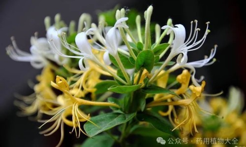 生黄瓜籽的功效与作用及食用方法-生黄瓜籽的功效与作用网生黄瓜籽可以吃吗知识网站,分享黄瓜籽生吃的功效和作用大全