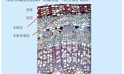 生黄瓜籽的功效与作用网生黄瓜籽可以吃吗知识网站,分享黄瓜籽生吃的功效和作用大全